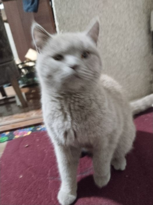 Mushuk sotiladi tezkorlik bilan zoti beritish mix