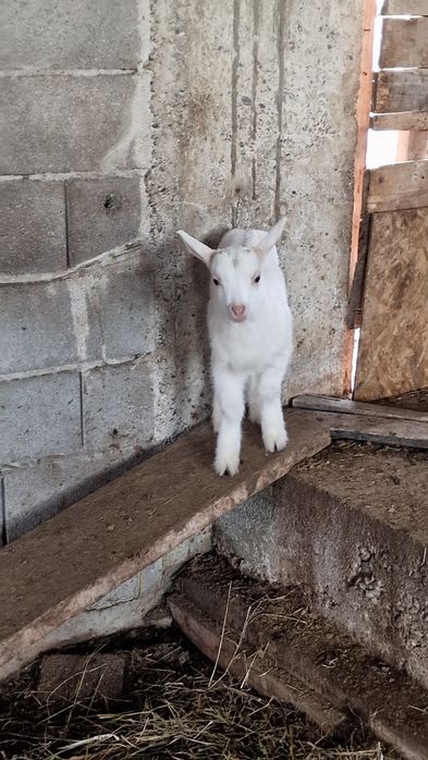 Capra Sannen originala,  cu ieduță, foarte buna de lapte
