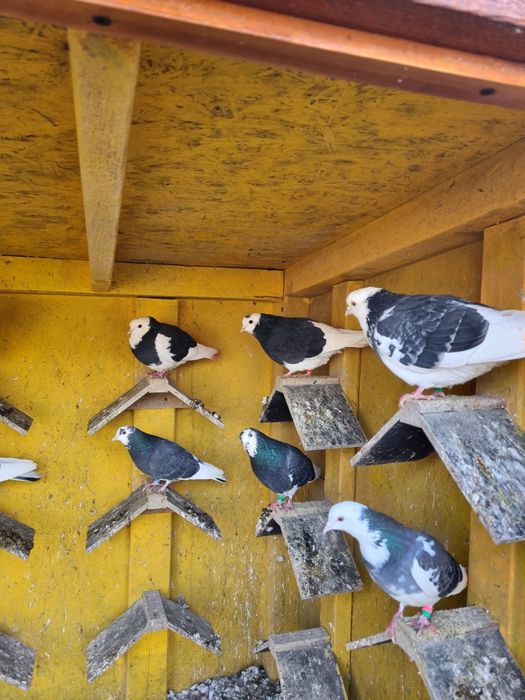 Porumbei birmigham rolleri