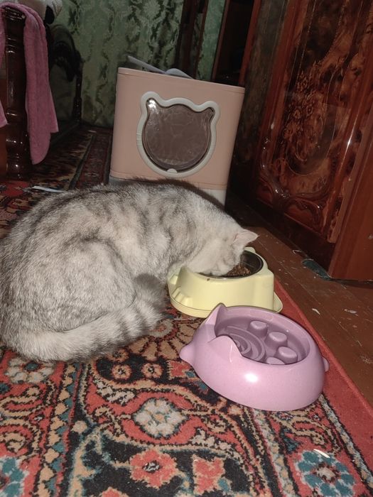 мушук сотилади.серебристый шиншила 1 ёш кузи яшил ТОЗА КОН