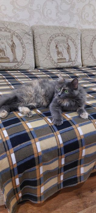 Отдам В добрые руки