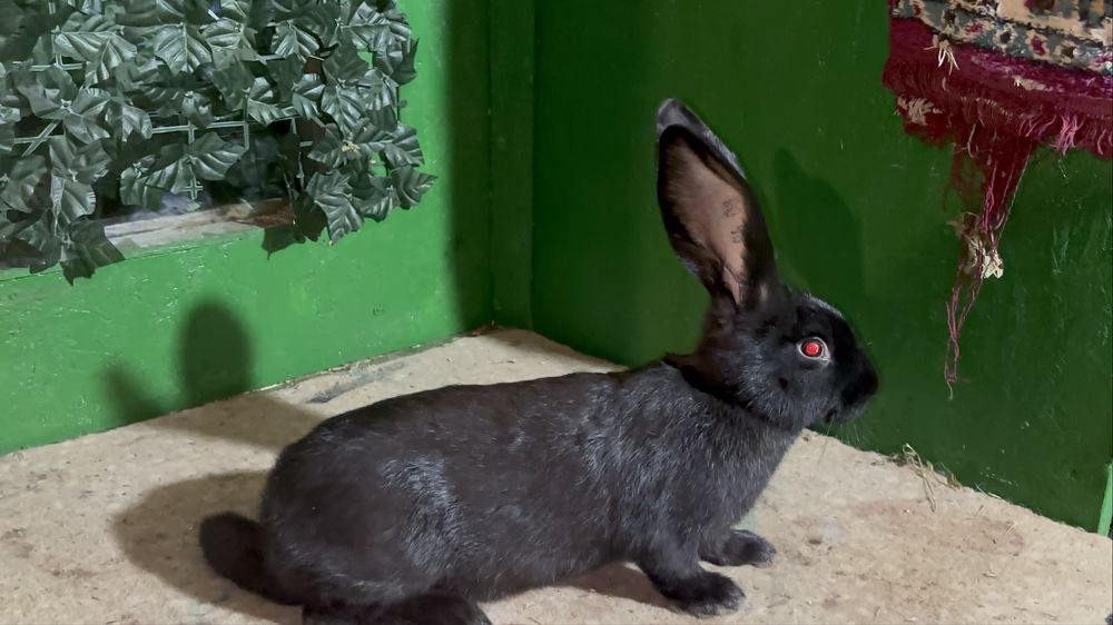 Masculași din rasa Fluture german