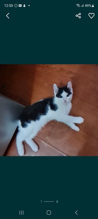 Отдам в добрые руки кошечку