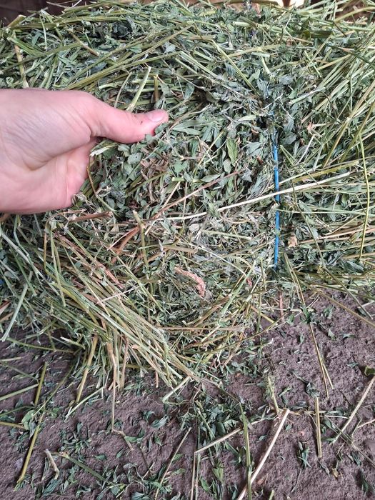 Vand baloți de lucernă