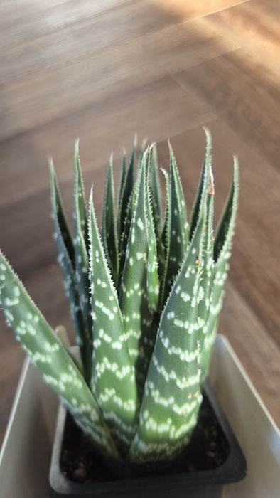 Алоэ сорт Tiki Tahi