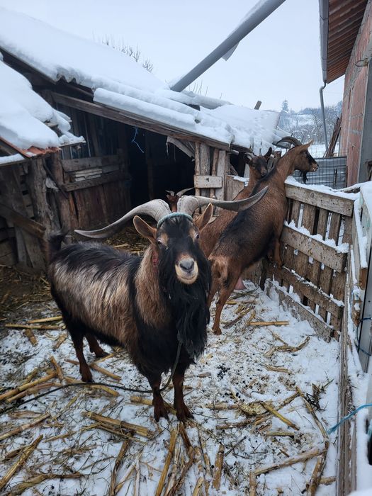 Țap  de vânzare cu genetică bună