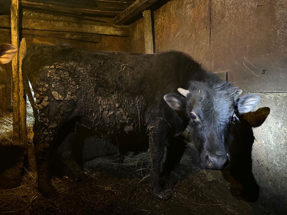 продам 3 бычка и 1 телочку