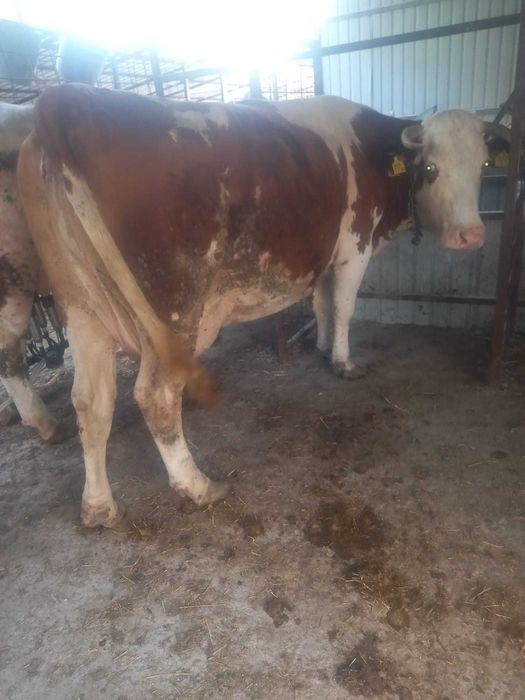 Vaca gestanta bună de lapte