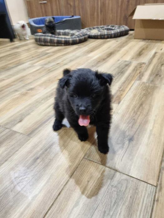 Продавам мини шпицове