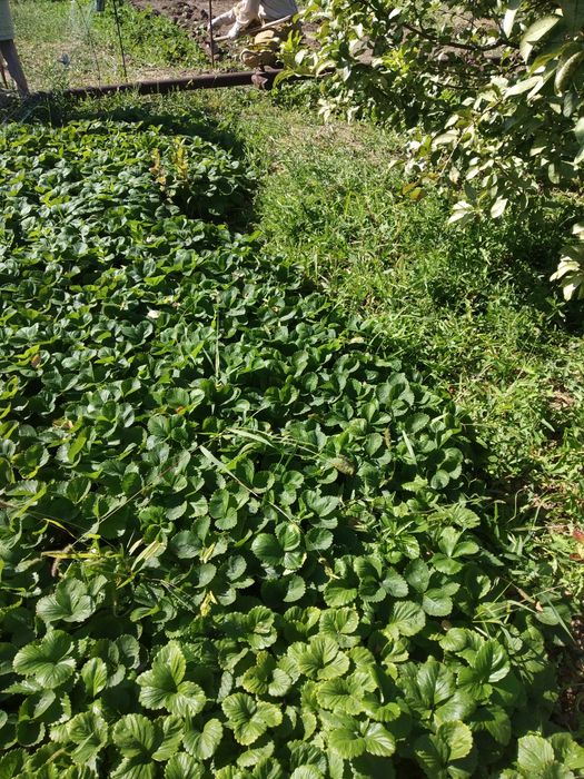 Продаётся дача 17,5 соток