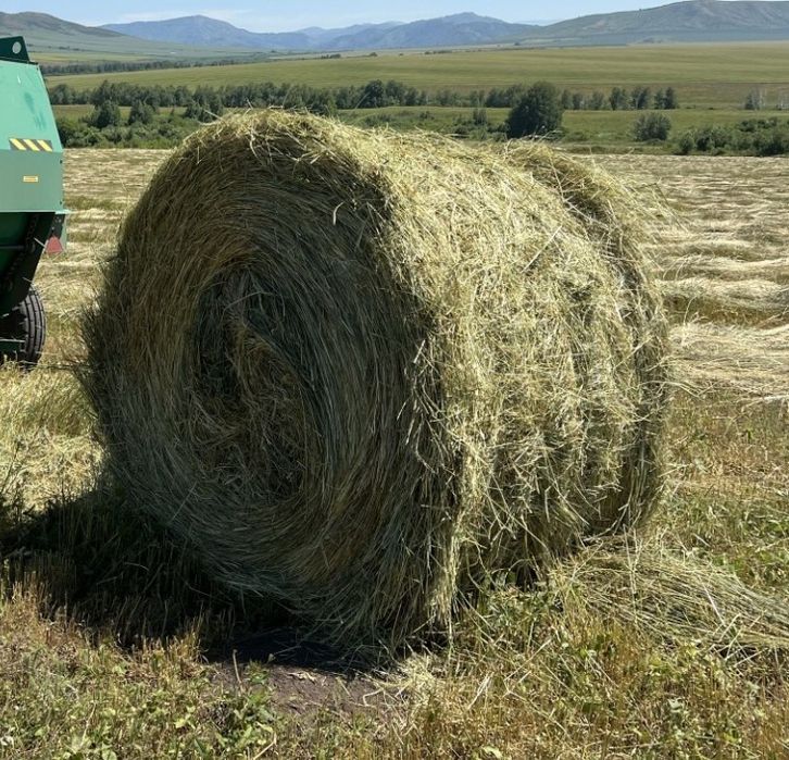 Продам сено в рулонах