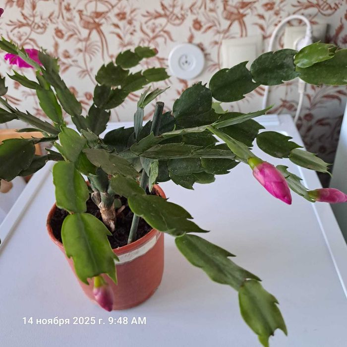 Декабрист сорта* Dark Eva*