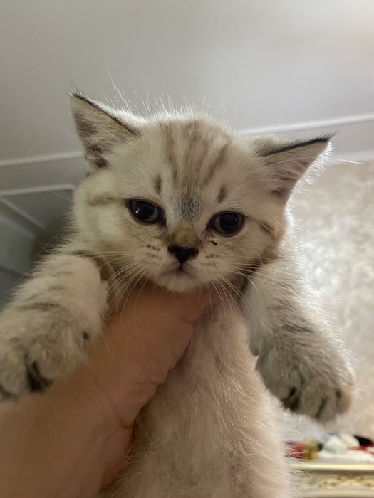 Шотландская скоттиш страйт