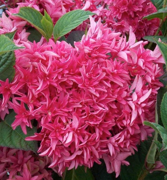 Хортензия Принцеса Даяна - Hydrangea princess Diana