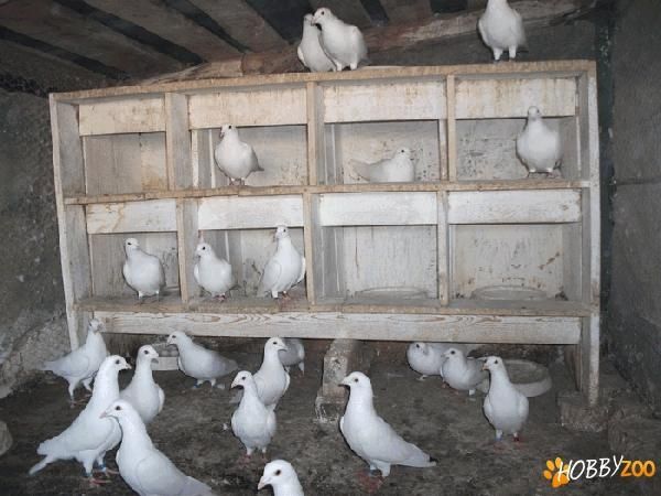 Vând porumbei voiajori albi