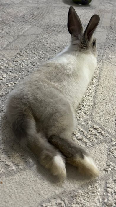 Декоративный кролик