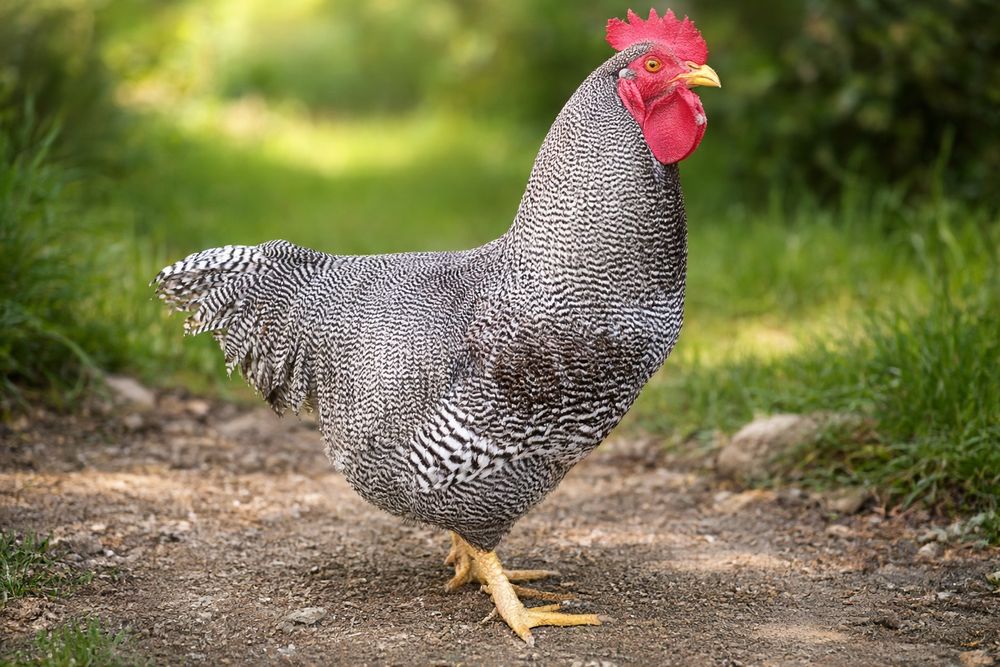 Vând oua Plymouth rock barat