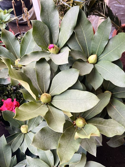 Рододендроны в продаже