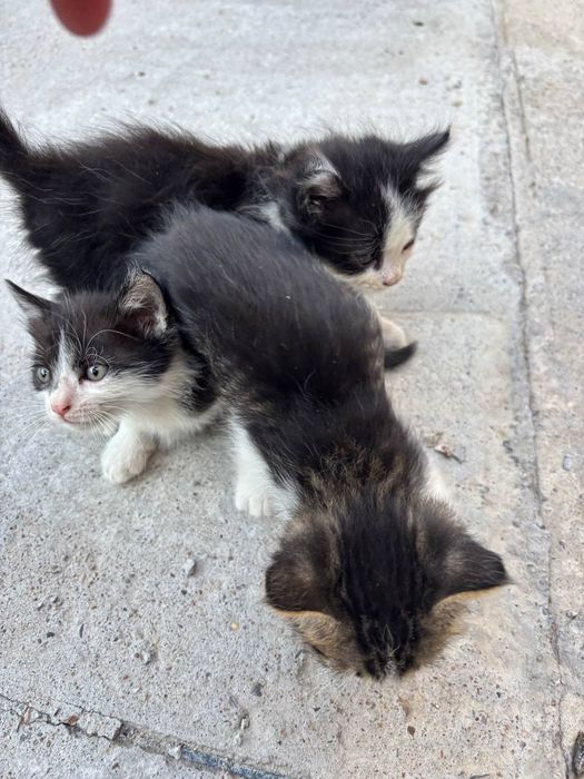 Котята ищут своих хозяев.