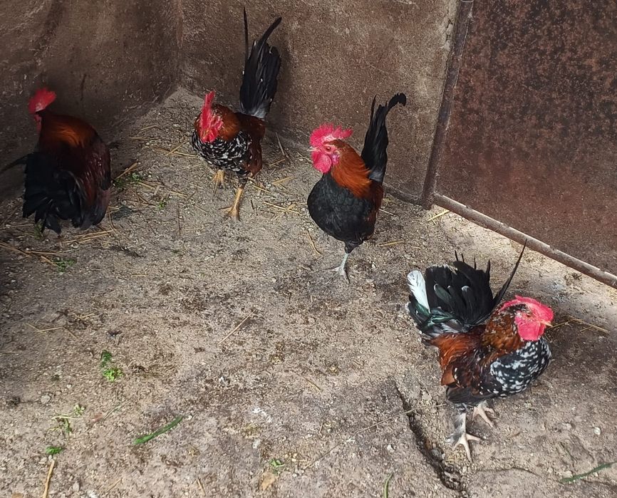 Vând cocoși americani Bucata