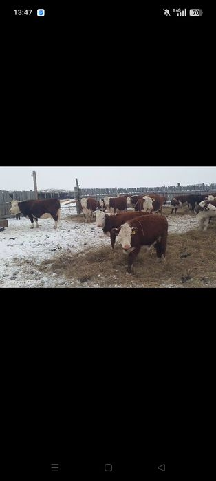 Акбас ургашы 30бас