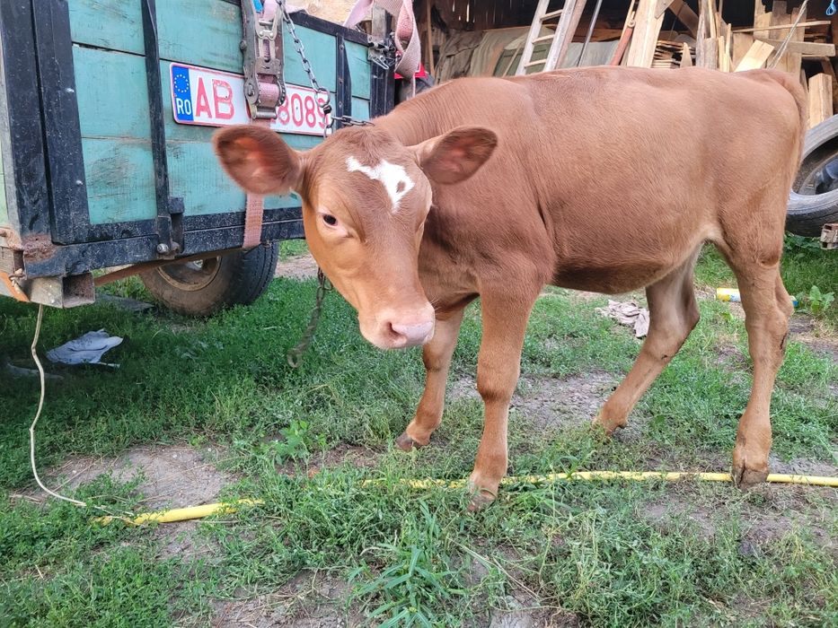Vând viței două vițele și doi tăurași