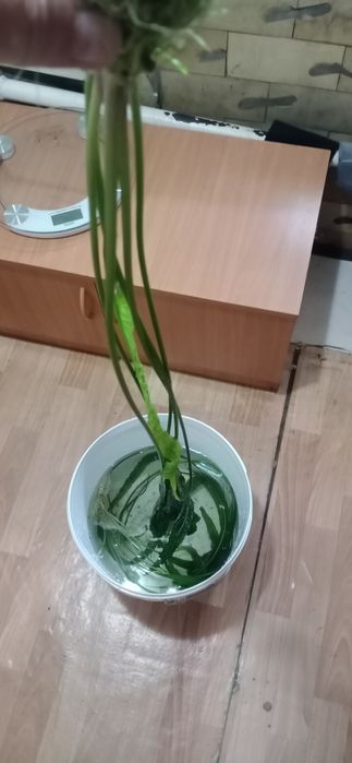 Продаю криптокарину