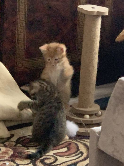 Рыженький котенок