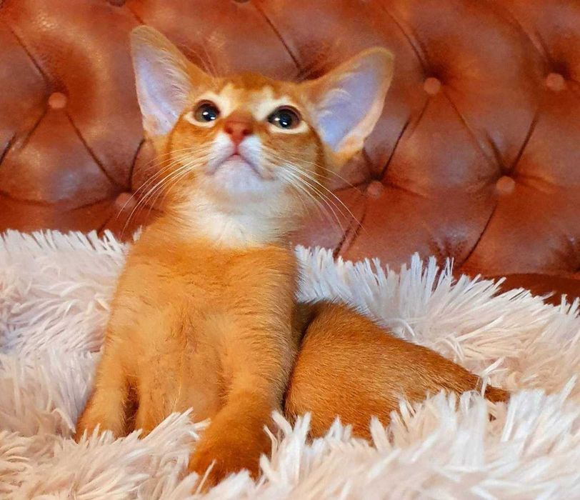 Абиссинчики апельсинчики