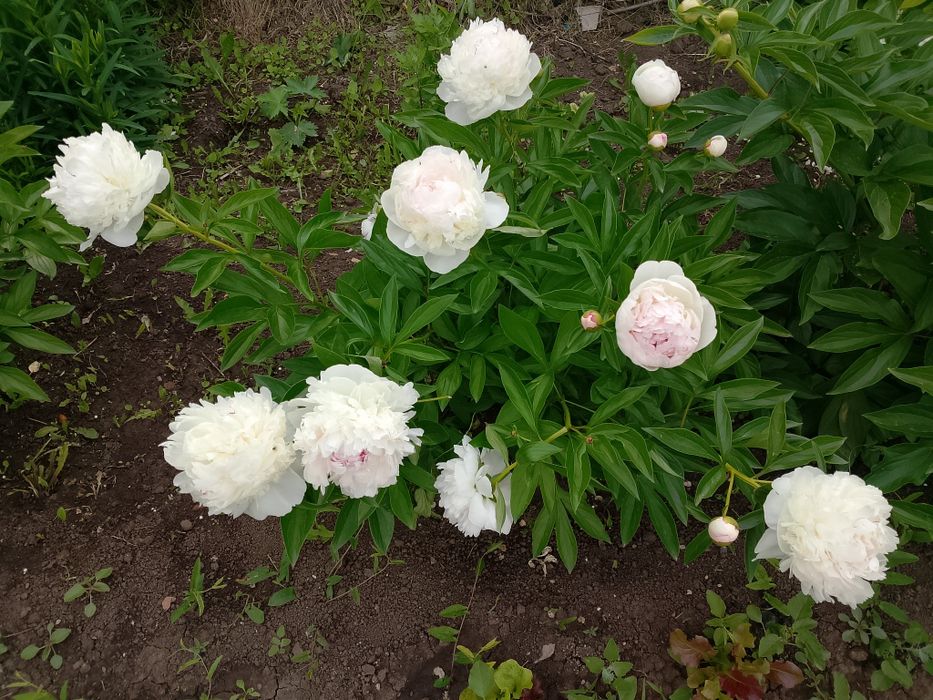 Продам пионы на срез