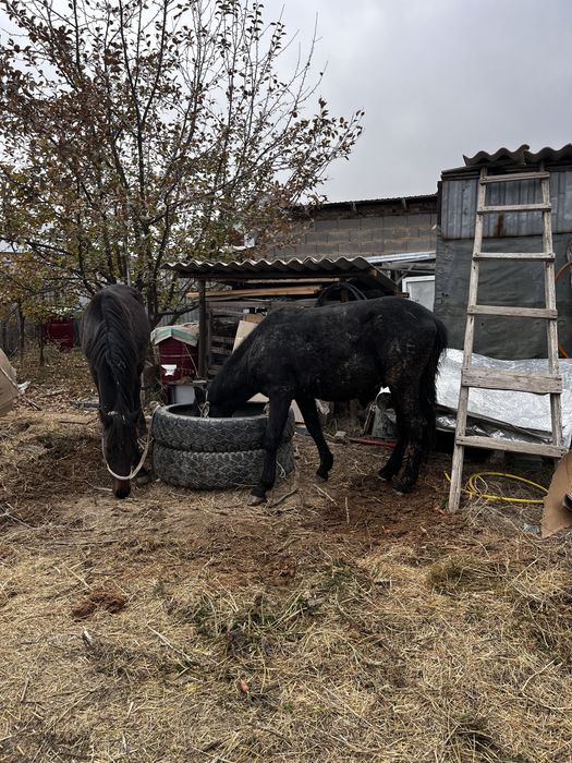 Продам лошадь две штуки