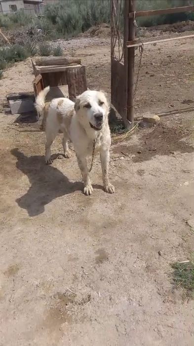 Ит сатам алабай 20к