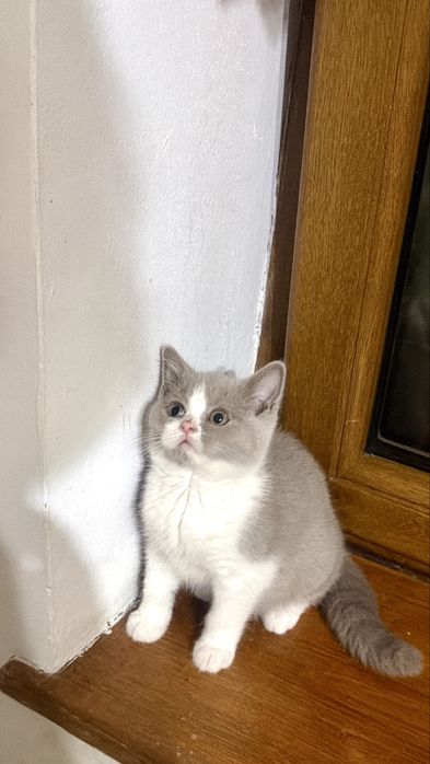 Fetita british shorthair cu pedigree, bicolor, lila cu alb