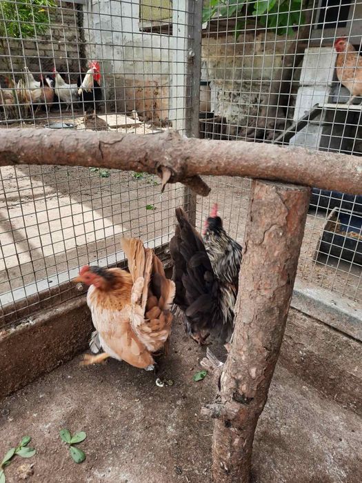 Продавам чифт Серама