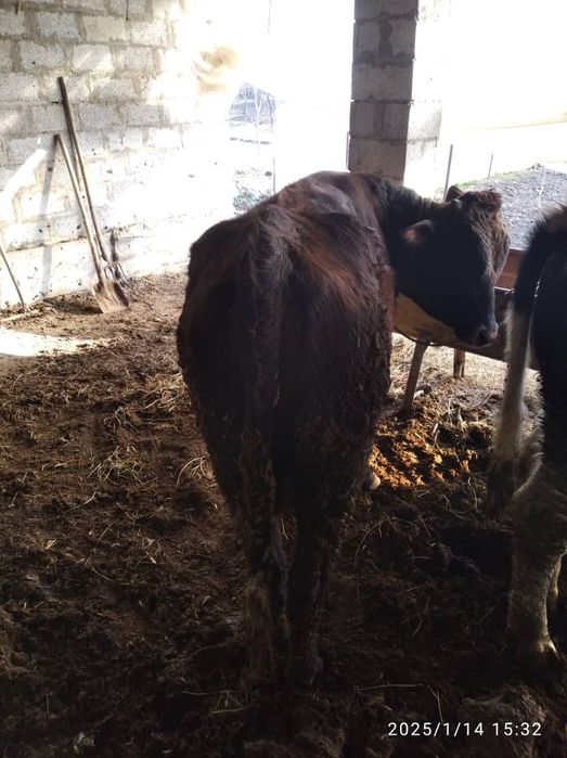 Букалар сотилади