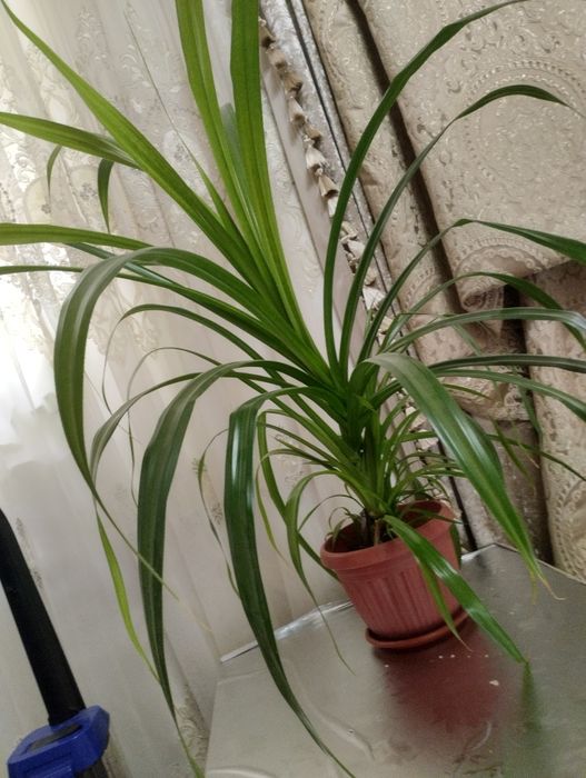 Ofis va uy uchun gullar