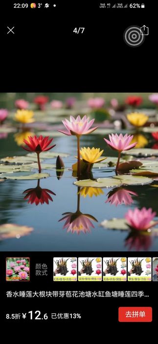 Кувшинки (семена )Алоэ вера, каланхоэ.