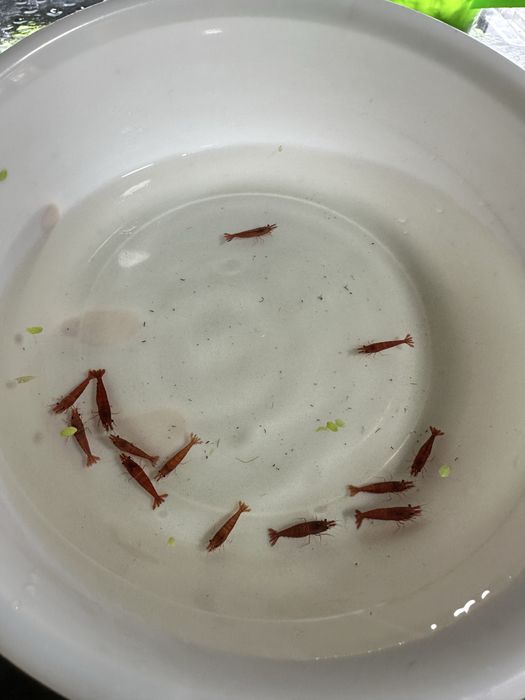 Криветка  Креветка  Krevetka сотилади вишня Cherry Neokardin