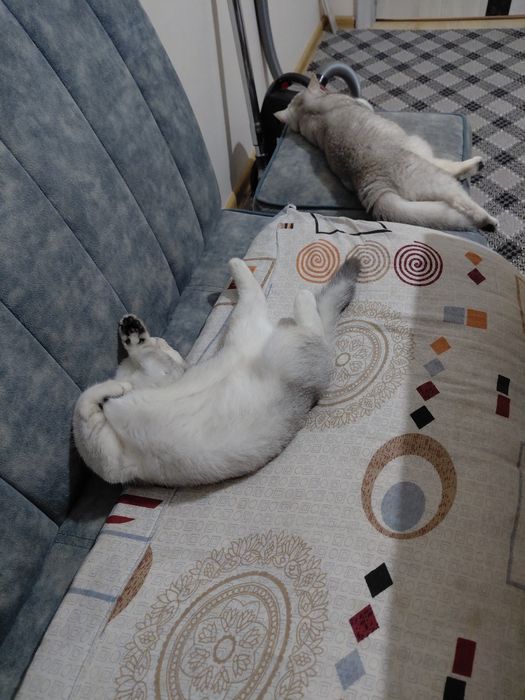 Serebra..shinshil ogʻil bola_5 oylik. Onasi: Zalataya shinshil  1.5 y