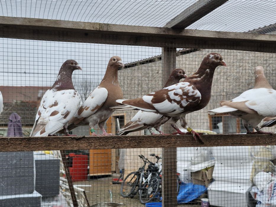 Porumbei de vânzare din poze !