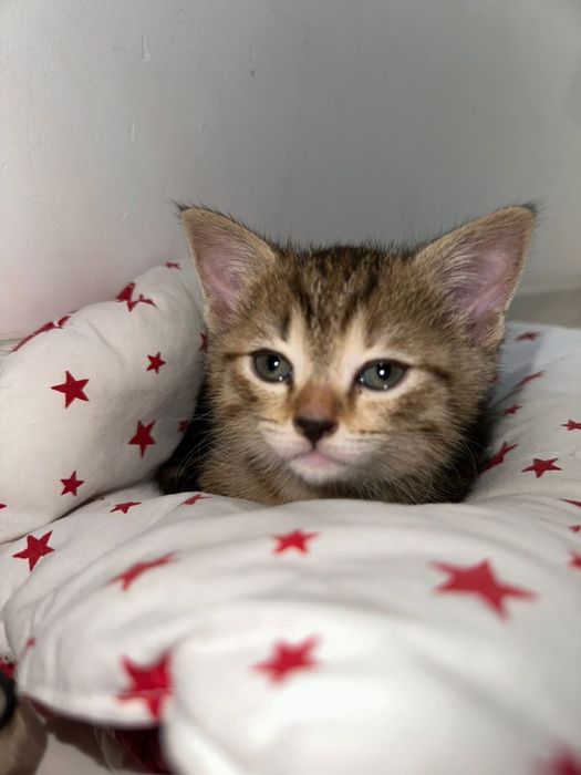 Котята 1-2месяц (метис)