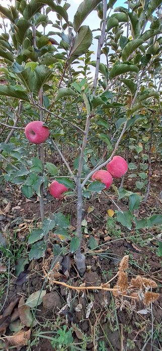 Ishonchli mevali va manzarali ko'chatlar sotamiz