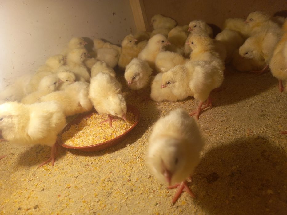 Jõjalar bor oladiganlar yozsin