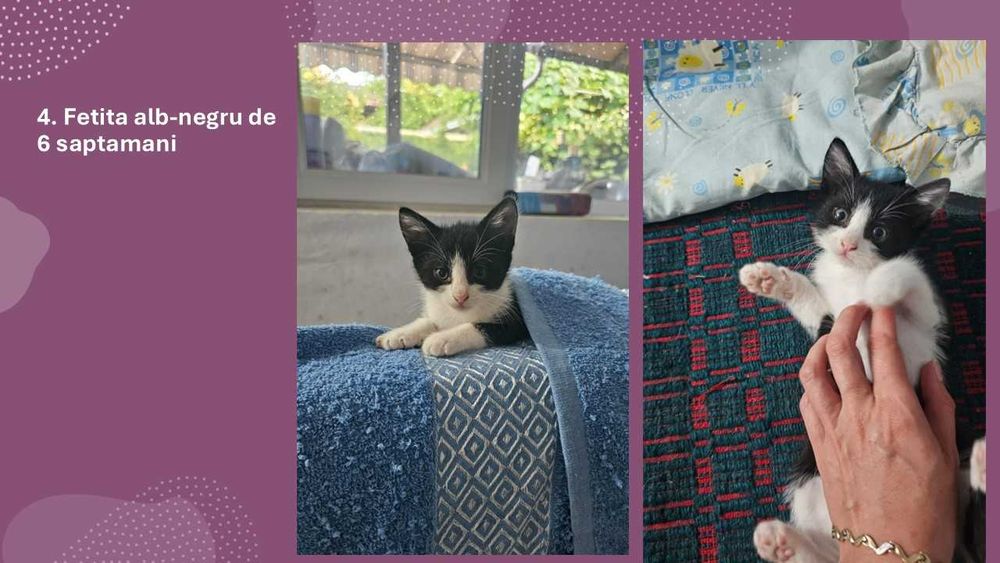 Donez pui de pisica -cautăm familii iubitoare!