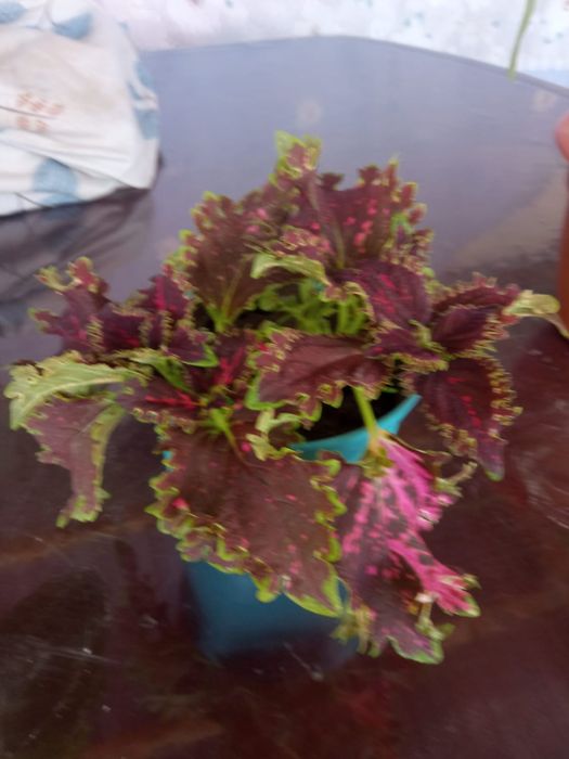 Гулдер неше турли