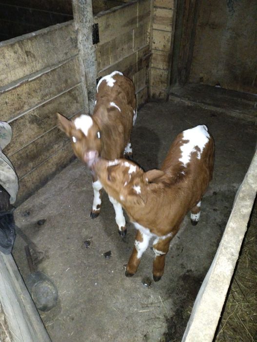 Телочки  на продажу