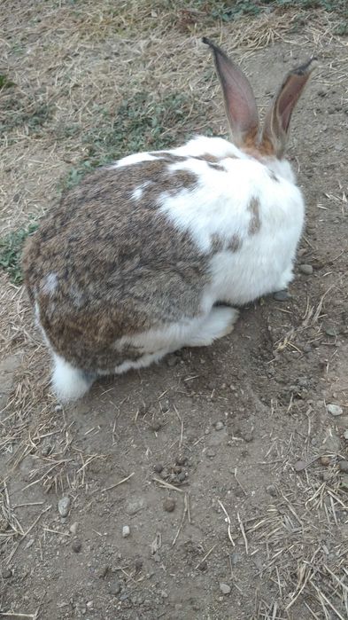 Зайци кръстоска с великан