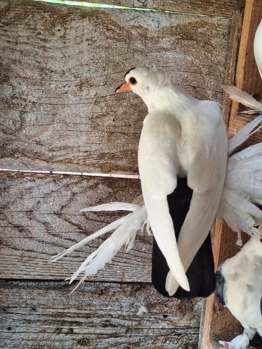 Rândunele de Saxonia 2025