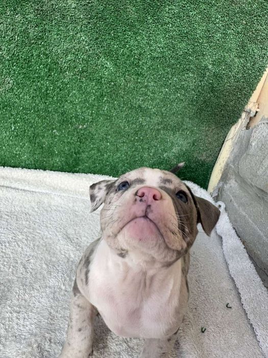 Американски булита