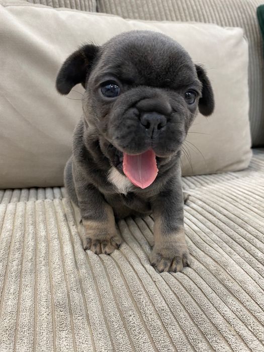 Френски булдог - френски булдочета